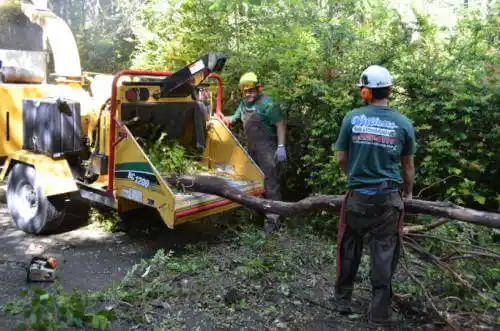 tree services Forest View